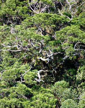 birds-phongnha-kebang Phong Nha - Ke bang National Park Fauna