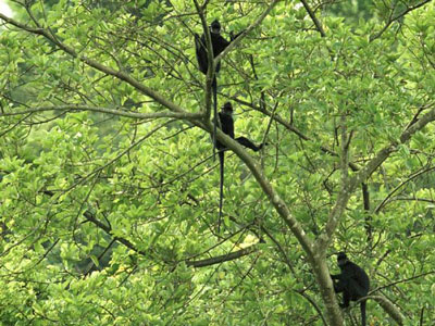 phongnha-kebang-forest1 Phong Nha - Ke bang National Park Fauna