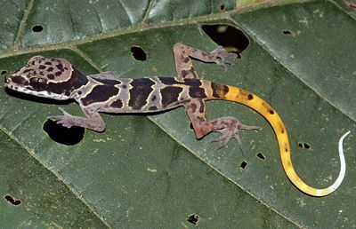phongnhakebang-reptile Phong Nha - Ke bang National Park Fauna